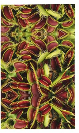 Drapeau printanier carnivore imprimé plante 91 x 152 cm résistant à la décoloration extérieur/intérieur brise drapeau jardin maison décoration
