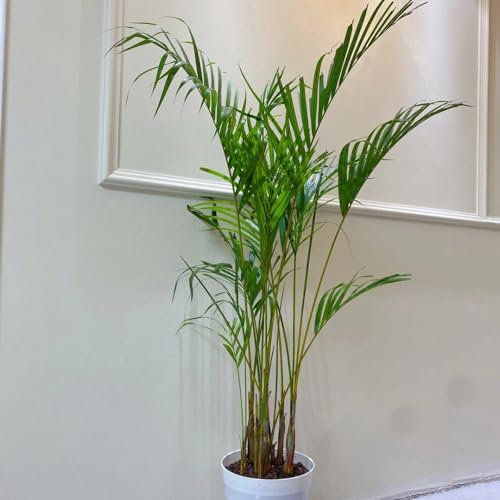 100 pcs goldfruchtpalme samen, saatgut alte sorten, pflanzen samen indoor, Chrysalidocarpus lutescens, alte sorten, extrem winterharte kübelpflanzen pflanzensamen geschenk, samen