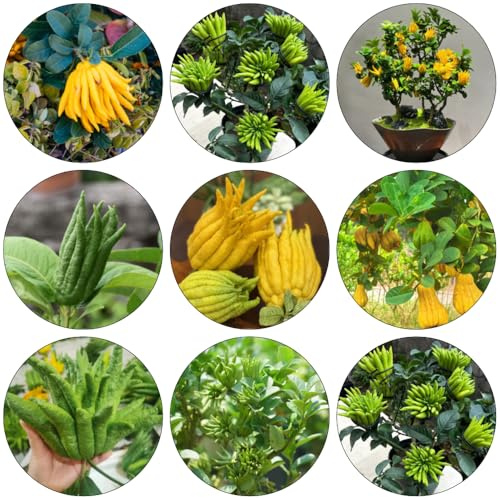 Bergamota resistentes semillas orgánicas espaldera columnar de jardín comprar bonsáis Camas elevadas para jardín 50pcs