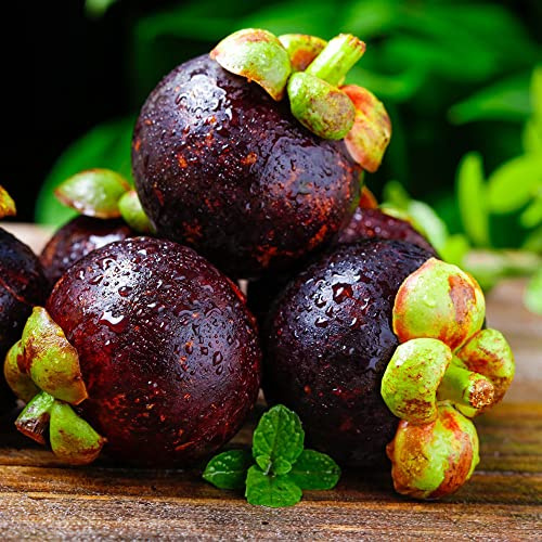 semi di mangostano, da frutto nani, resistenti esotico frutto colonnare da vecchie varietà raro mangostano frutteto colonnari comprare semi di 30pcs