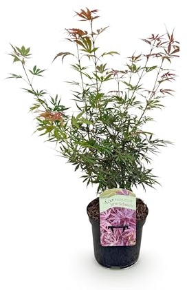 Terrassväxt - Japansk lönn - Acer palmatum Jerre Swarts - Mörkröd - 1 planta - Lövfällande - 60-70cm - Ø25cm - Trädgårdsväxt