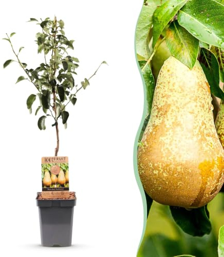 Peral Conference Pyrus Communis, Planta de Exterior, Maceta 21cm, 90cm