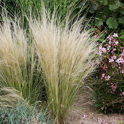 Outsidepride Stipa Ornamental Grass Seeds - 2000 Pcs Perennial Highly Drought-Tolerant Mexican Feather Grass with Attractive White Plumes for Low Maintenance Landscapes, Backyards & Gardens