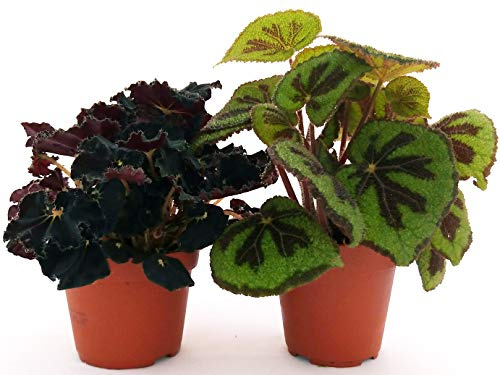 POWERS TO FLOWERS - BEGONIA REX JUNGLE BLACK e MASONIANA, VASO 13CM piante vere