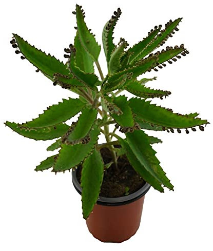 Kalanchoe Daigremontiana Planta Vital Una Compañera Viva para una Vida Enérgica