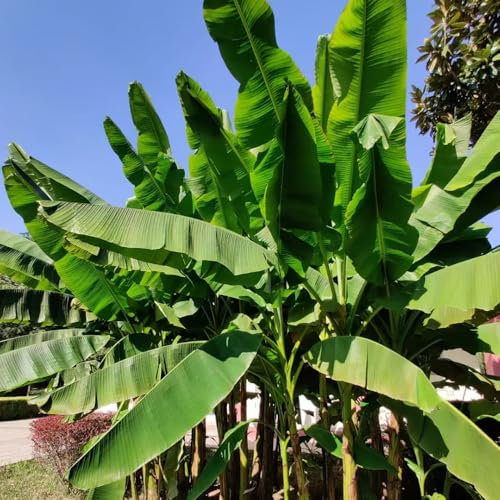 bananenbaum pflanzen - samen exotische pflanzen samen bananenbaum winterhart obstbaum winterharte stauden mehrjährig säulenobst bananenpflanze samen winterharte pflanzen für garten 60pcs