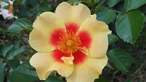 'Eye of The Tiger' Potted Rose - Clusters of Yellow & Red Blooms - 4L Pot - Floribunda Rose