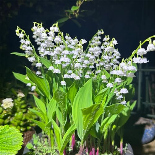 Hardy Perennial,Lily of The Valley Plants UK, Excellent Display-3bulbs-B