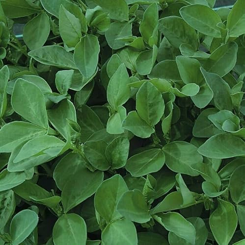 Buy4seeds 1000 Seeds Green Manure Field Bean Useful for Garden and Outdoor