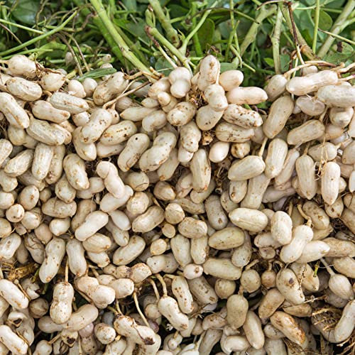 80 Stück erdnuss samen kaufen bio - Seltene Pflanzen serie - calathea pflanze hochbeet für balkon exotische kräuter wildkräuter saatgut geschenk indoor kräutergarten garten