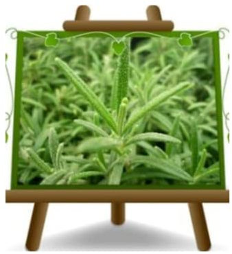 Rosmarinus Officinalis - Romarin - Plante aromatique sur pot 14