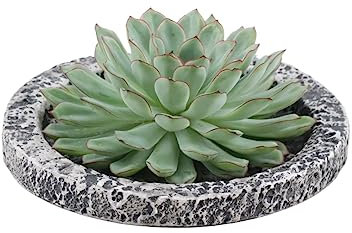 ROOTLESS by Aloe Demi | echte Sukkulent grün in Concrete keramik Schale Ø20 cm | Echeveria Pulidonis Ø12-14 cm - 5 cm | echte Sukkulent Pflanzen | Succulenten | Kakteen | Sukkulent | Kaktus