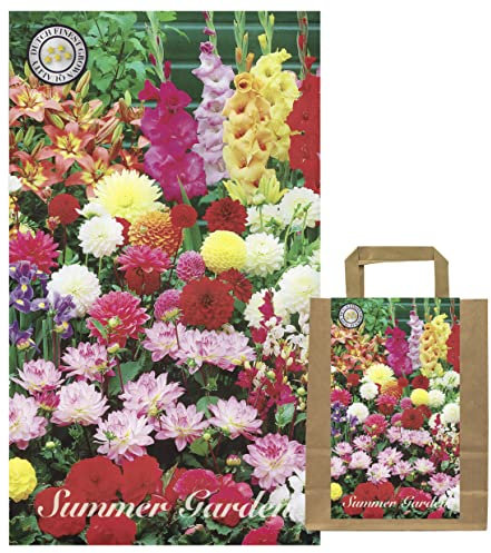 Sommerblumen Dahlien Knollen Blumenzwiebeln Mix Dahlia Bunte Auswahl im Mix für Sommer Blume Knolle Blumezwiebel Set Bunte Blüten mehrjährig (100 Blumenzwiebel)