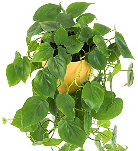 1 x Philodendron Scandens | Plante Grimpante d'intérieur dans un Pot