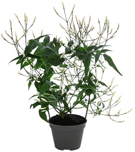 Jazmín Natural Planta Trepadora de Exterior