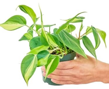 Philodendron Brasil Planta Natural para un Ambiente Armonioso
