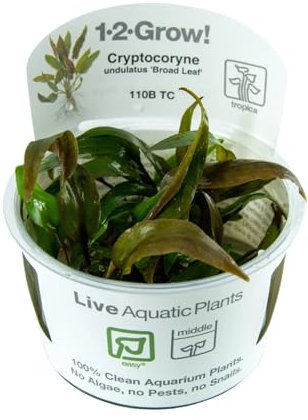 Tropica Cryptocoryne undulatus rot 1-2-Grow