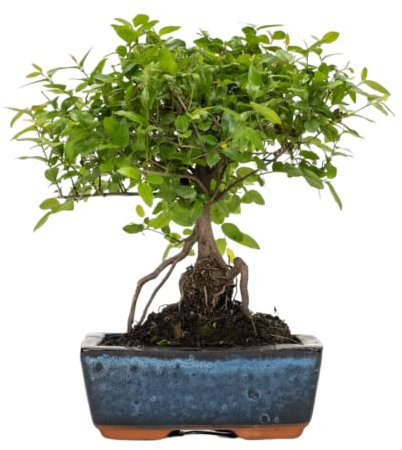 Verdecora Bonsai 5 años | En maceta de cerámica de 15x10x5cm (Sageretia)