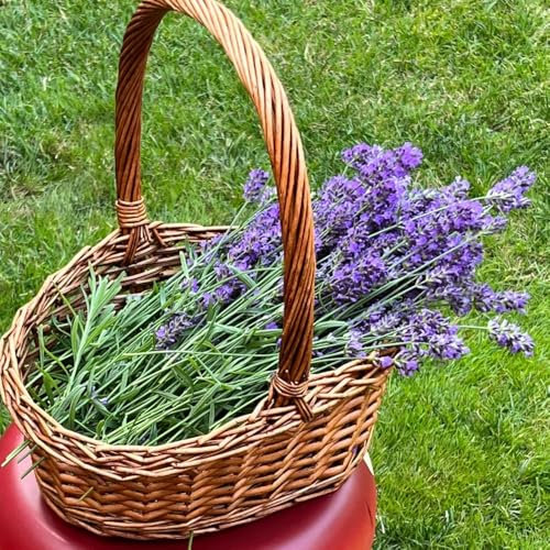 lavendel samen, lavendelsamen bodendecker winterhart mehrjährig lavendelblüten dauerblüher blumenwiese samen draußen stauden blumen Duftend wildblumen gartensamen Seltene Pflanzen 200pcs