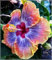 Hibiskuszwiebel, Winterhart Mehrjährighibiskus,BlüHend, Winterharte Stauden，SchöNe Topfpflanze,RiesenblüTen,Schnittblume, GroßE Und Bunte BlüTen,Hibiscus-2zwiebeln-B