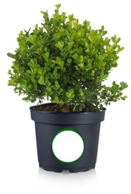 Buxus Sempervirens Arbusto Natural Perfecto para Plantar en Exteriores