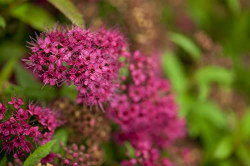 Spiraea japonica 'Zigeunerblut' 20-30 cm – Winterhart, Mehrjährig, Pflegeleicht – Japanische Spiere – Zierstrauch für Beet & Rabatte
