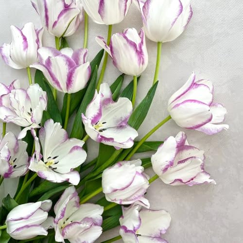 tulpenzwiebeln garten steingartenpflanzen winterhart tulpenzwiebel zwiebeln winterhart mehrjährig winterharte balkonpflanzen frühblüher zwiebeln exotische zimmerpflanzen blumen für 3pcs