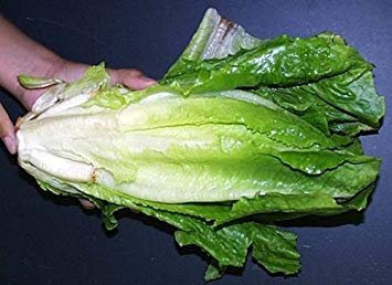 vegherb 1000 laitue Romaine Parris Island Cos Graines