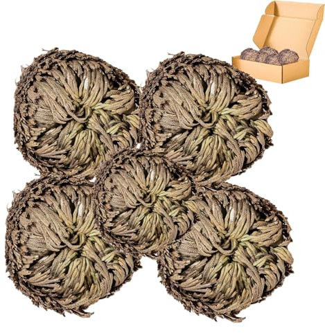 5 Pack Big 3.5 Rose of Jericho Resurrection Plants, Flor de Jerico Original Dried Flowers, Jericho Flower Dried Rose, Natural Fern Prayer Plants for Spiritual Purification, Home Decor