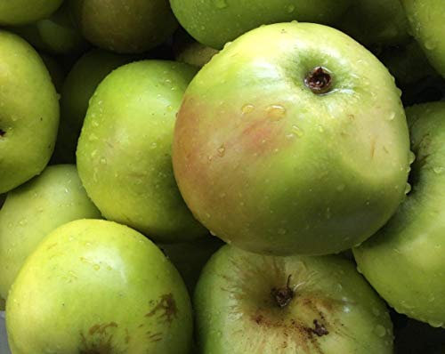 Direct Plants Apple Bramley Seedling Fruit Tree 6ft Tall Supplied in a 12 Litre Pot