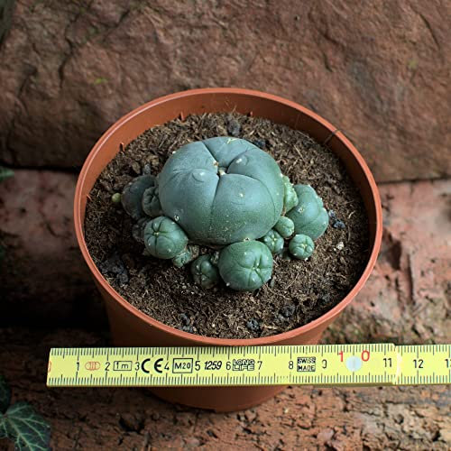 Lophophora williamsii caespitosa mín. 6 cm