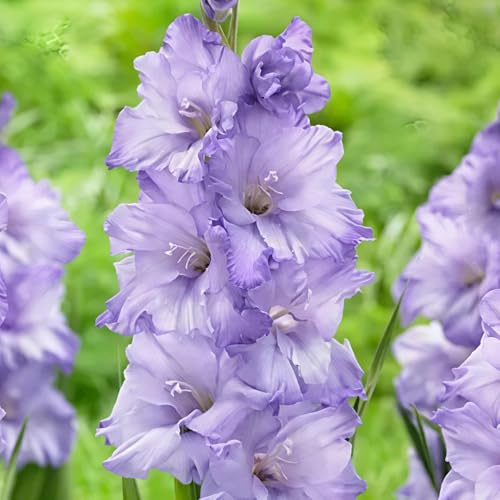 lampadini gladioli balcone serra decorativi bonsai di interni ufficio giardino decorazione interni gladioli riverdimento 2pcs