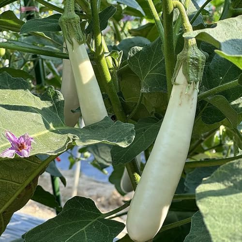 semi di melanzane di melanzane balcone di antichi verdi da appartamento 100pcs