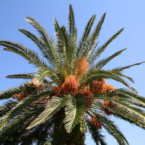 palma da datteri, resistente di di da decorazione giardino arredamento del soggiorno giardino roccioso resistenti al pieno sole 100semi