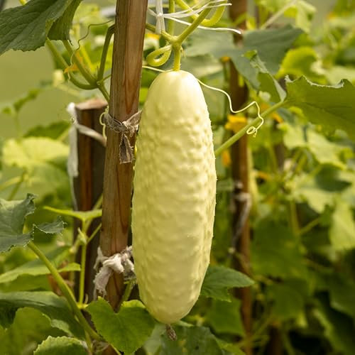 PREMIER SEEDS DIRECT - Cucumber - White Wonder Bianco Lungo - 80 Seeds