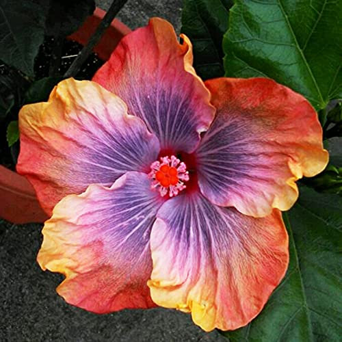 50 Pièces Graines d'Hibiscus, Graine de Fleurs d'Hibiscus, Graines Fleurs à Semer pour Jardin et Balcon, Facile à Cultiver, Rendement Élevé, Semences d'Hibiscus Fleurs Tropicale Vivaces