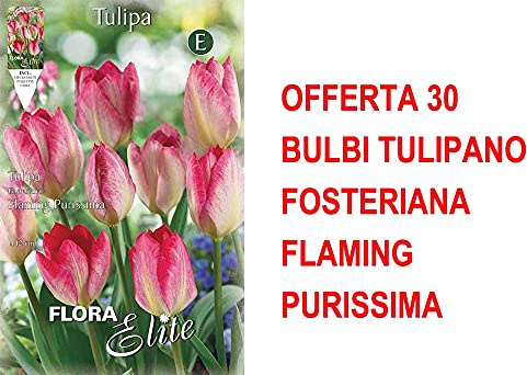 OFFERTA 30 BULBI TULIPANO FOSTERIANA FLAMING PURISSIMA BULBS BULBES