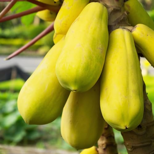 Semi di banana indiana,da giardino resistenti perenni da frutto,per luoghi soleggiati giardino to,regali per gli amanti del a crescita 30pcs
