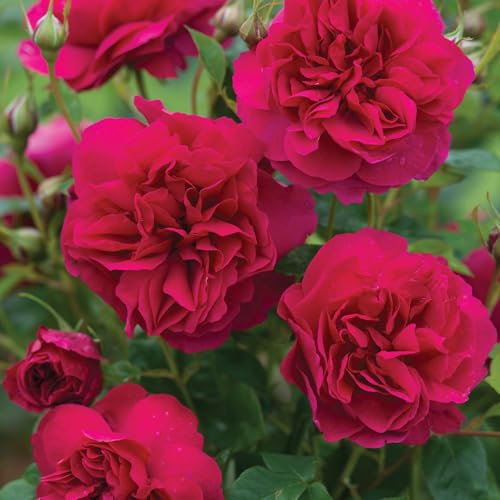 Englische Rose Thomas a Becket ® (Container)