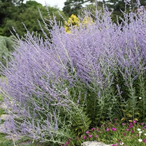semi di salvia russa, semi di selvatici resistenti esotico come bomboniera raro per giardinieri vecchie varietà balcone 30pcs