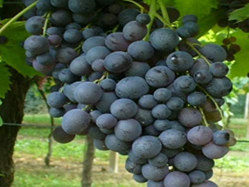 AMDGarden Pianta di Vite Uva Vigna da Tavola Moscato d'Amburgo in Vaso 16 cm