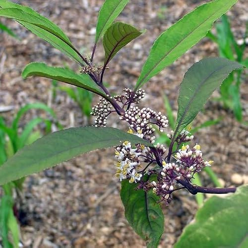 Vivai le Georgiche - Pianta vera di Callicarpa kwangtungensis - vaso Ø 18 cm