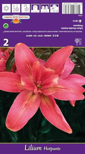 AGRONOM | Lys - Hotpants - Bulbes de Fleurs | Des Fleurs Vivaces | Bulbes de Fleurs à Planter | Couleur Rose | Cultivés dans des jardins de fleurs, des pots,des pelouses fleuries |2 Pièces à Bulbes
