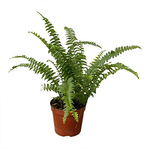 Helecho Planta Natural para Exterior e Interior Nephrolepis Exaltata