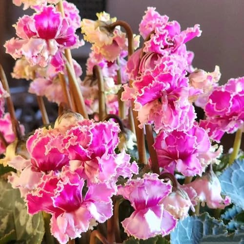 Semi di ciclamino - ornamentali esotici estivi tappezzanti farfalla raro resistenti per giardini rocciosi interno 90pcs