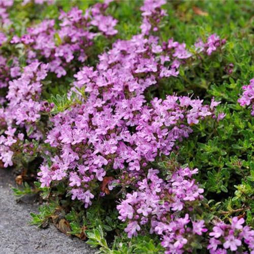 200 pcs thymian samen bodendecker - Thymus vulgaris - kübelpflanzen pflanzen winterhart thymian pflanze samen blumen samen saatgut hochbeet kräuter balkonpflanzen winterhart kräutergarten