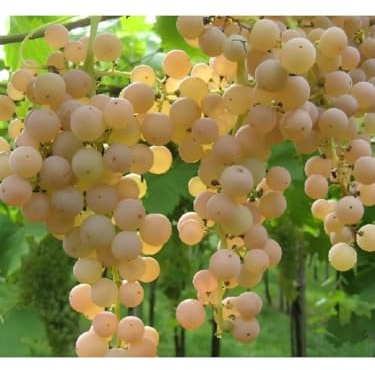 Vite Uva da Tavola Garganega pianta in vaso con canna h. 150 cm circa Vivaio di Castelletto