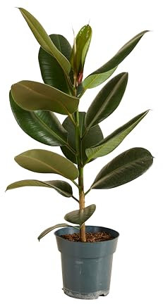 Bloomique - Ficus elastica ‘Robusta’ - Albero della gomma - Pianta da interno - Purifica l’aria - Molto facile da curare - Alta 50-60 cm - Vaso 17 cm