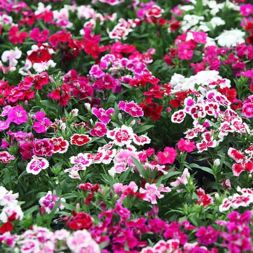 Semi di garofano - dianthus decorazione organica per dolce William per l'orto di semi primaverili, in vaso da ombra 200semi