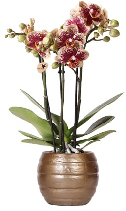 kolibri Orchideen | Gelbe rote Phalaenopsis-Orchidee - Spanien - Topfgröße Ø9cm | blühende Zimmerpflanze - frisch vom Züchter